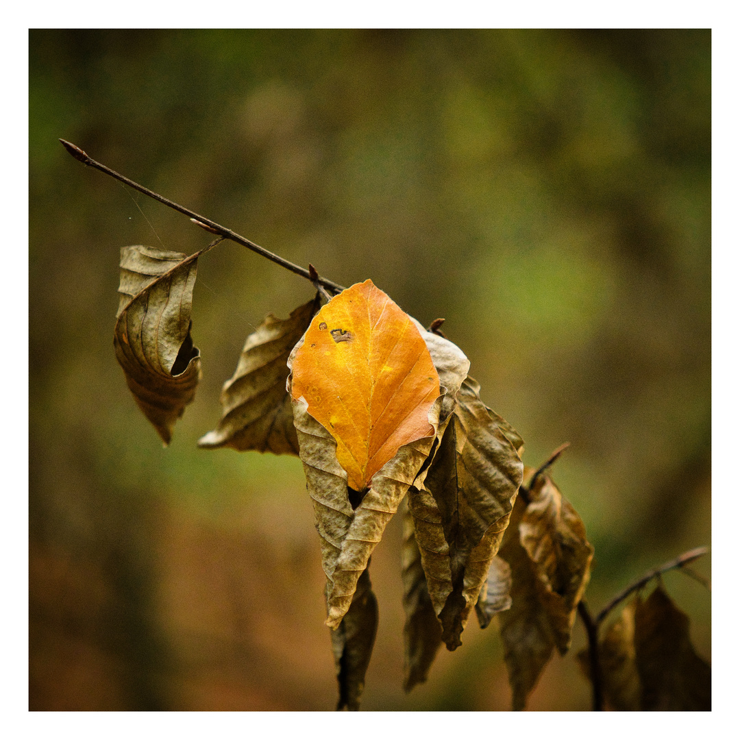 Herbst Dekoration