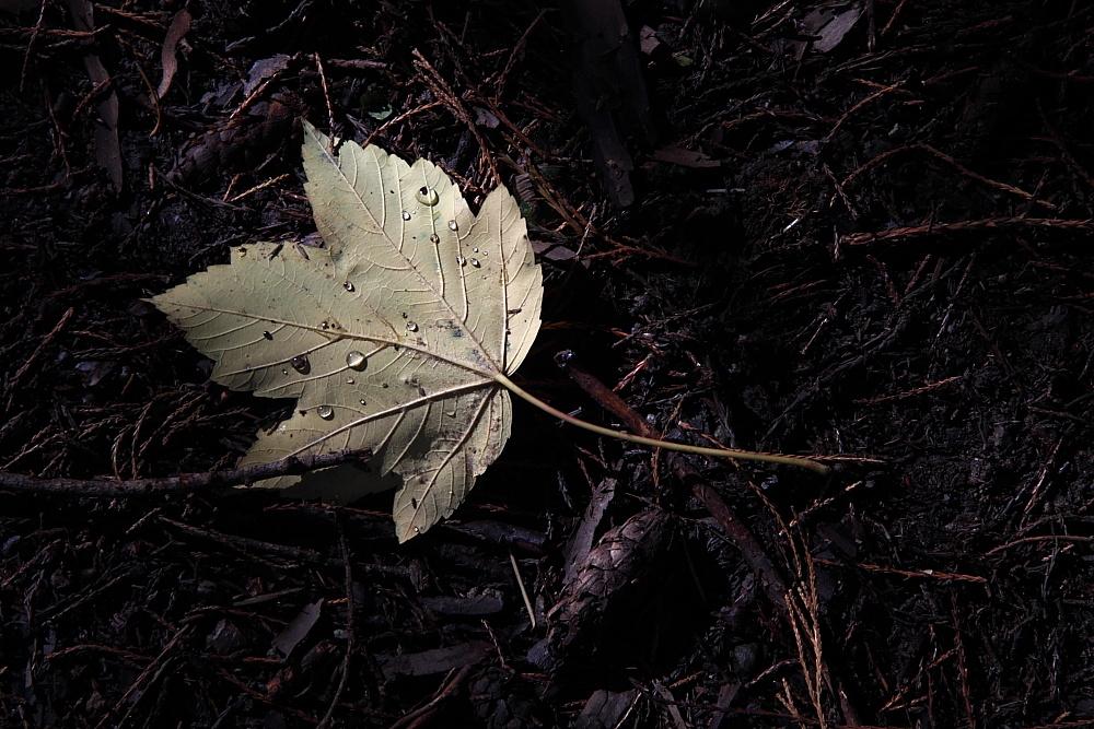 Herbst-Depressionen