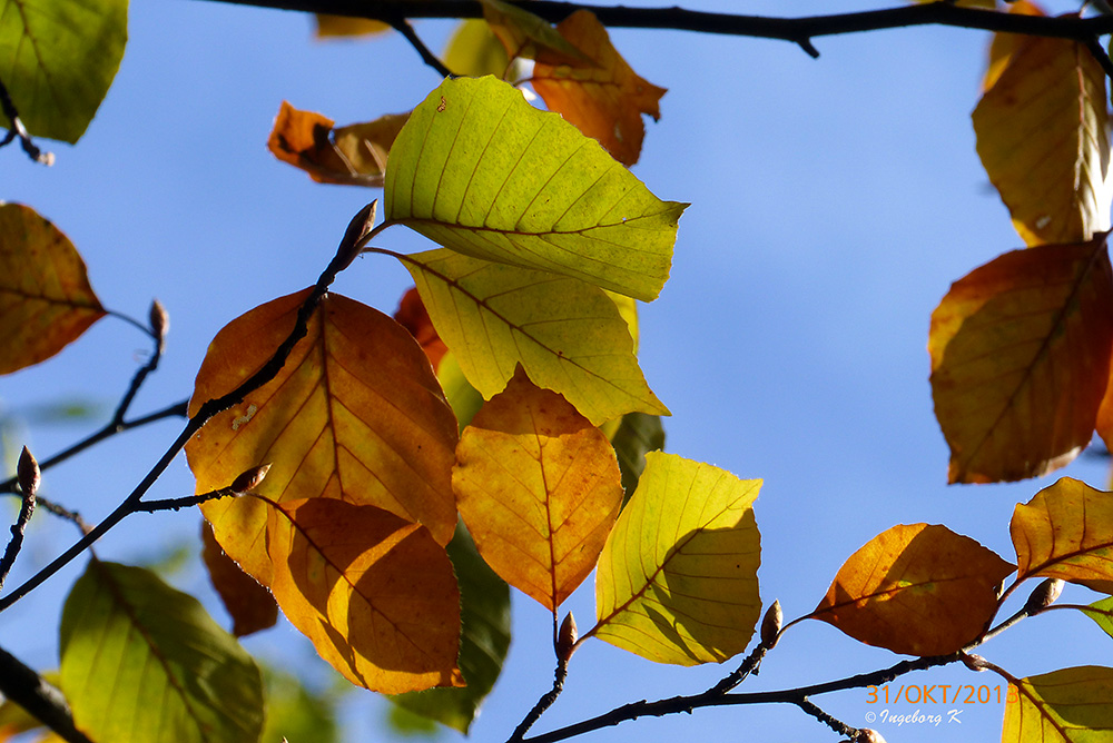 Herbst - der beste Maler der Jahreszeiten