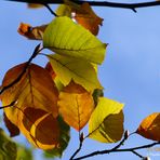 Herbst - der beste Maler der Jahreszeiten