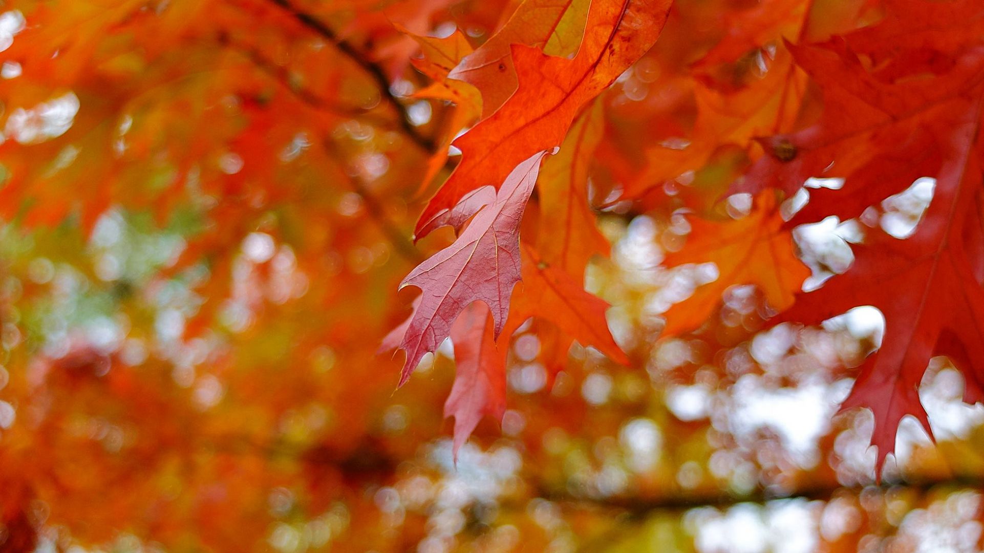 Herbst der bunten Blätter