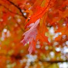 Herbst der bunten Blätter