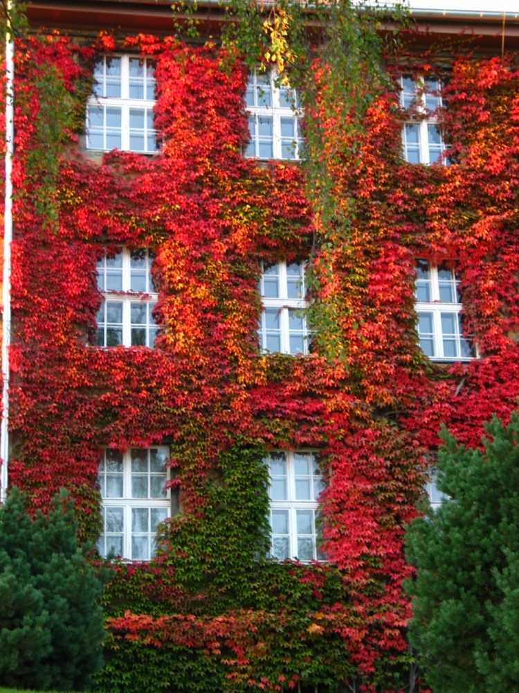 Herbst :::: der Frühling des Winters