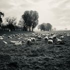 Herbst der Schafe
