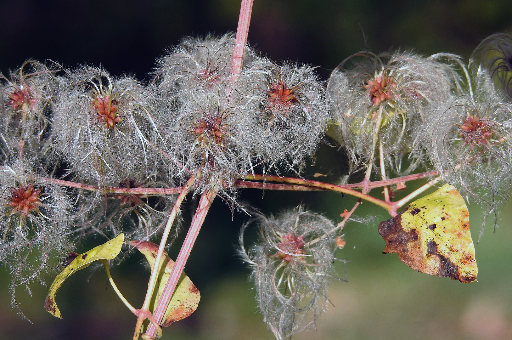 Herbst des Lebens