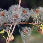 Herbst des Lebens