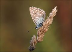 Herbst des Lebens