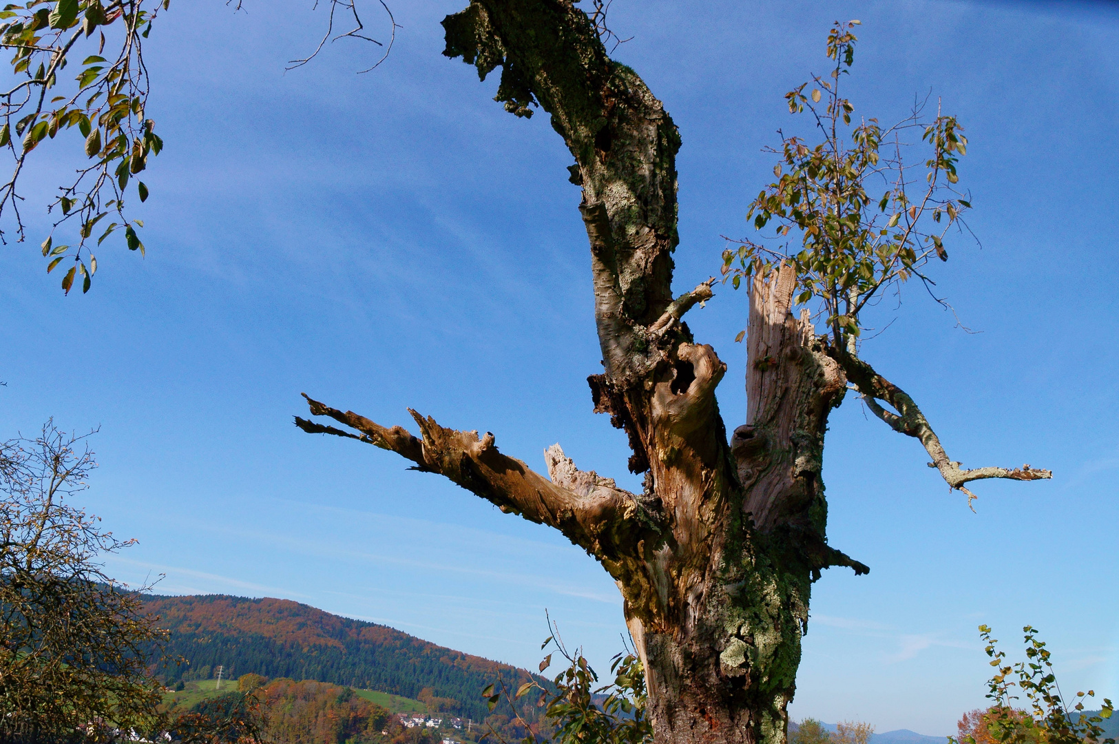 Herbst des Lebens