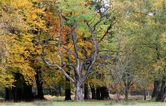 Herbst des Lebens...