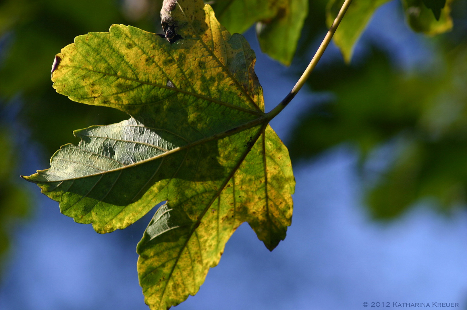 Herbst des Lebens