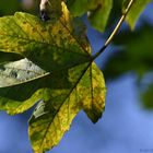 Herbst des Lebens