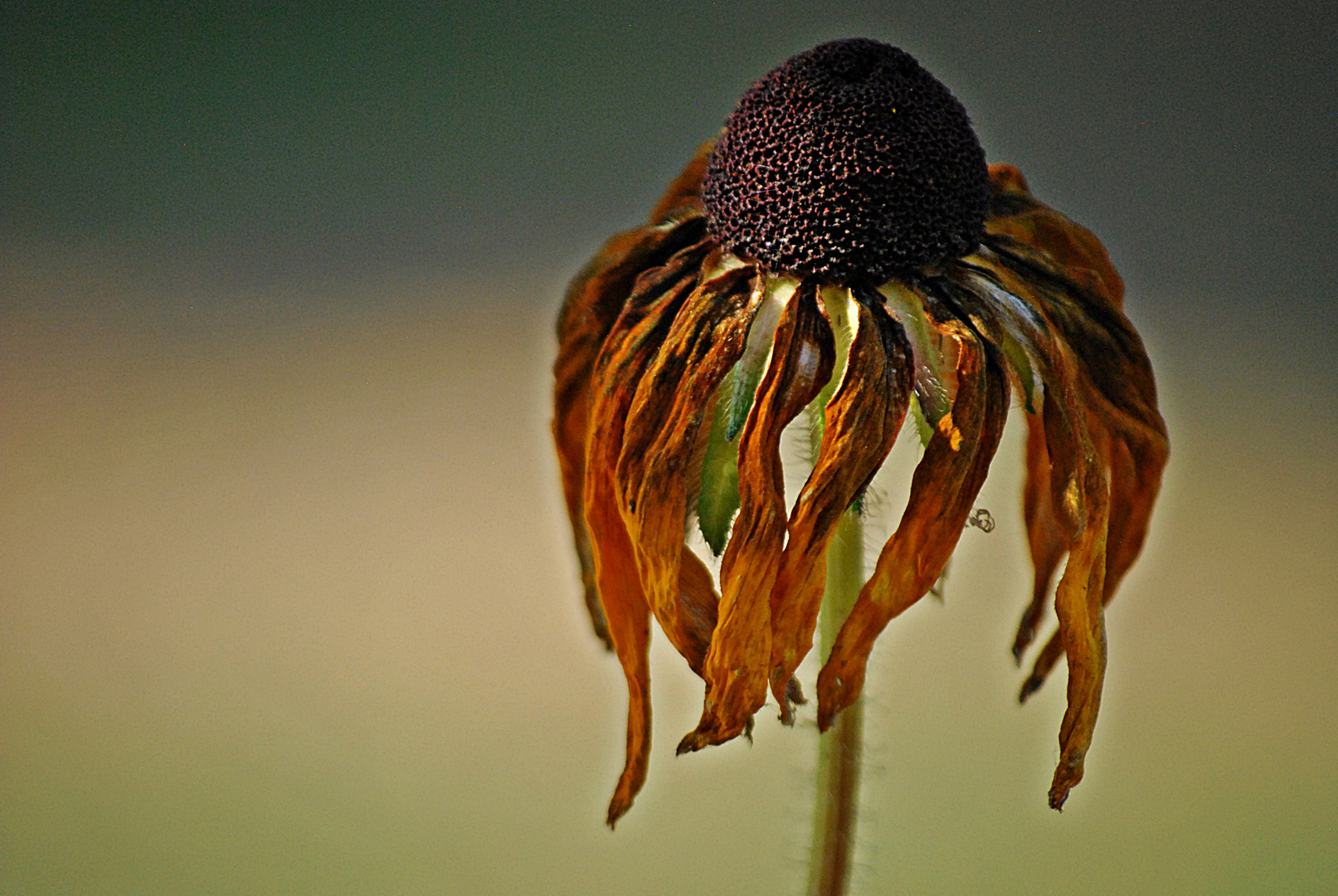 Herbst des Lebens...