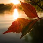 Herbst-Detail