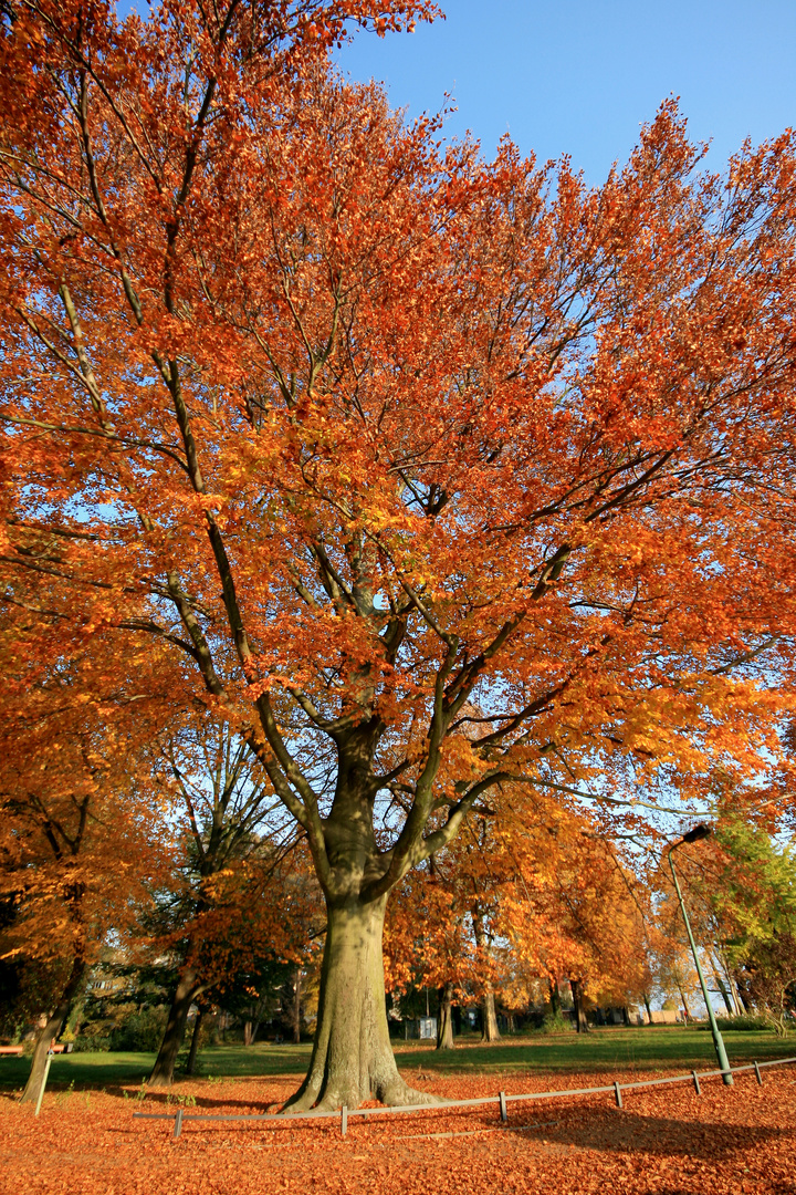 herbst - detail