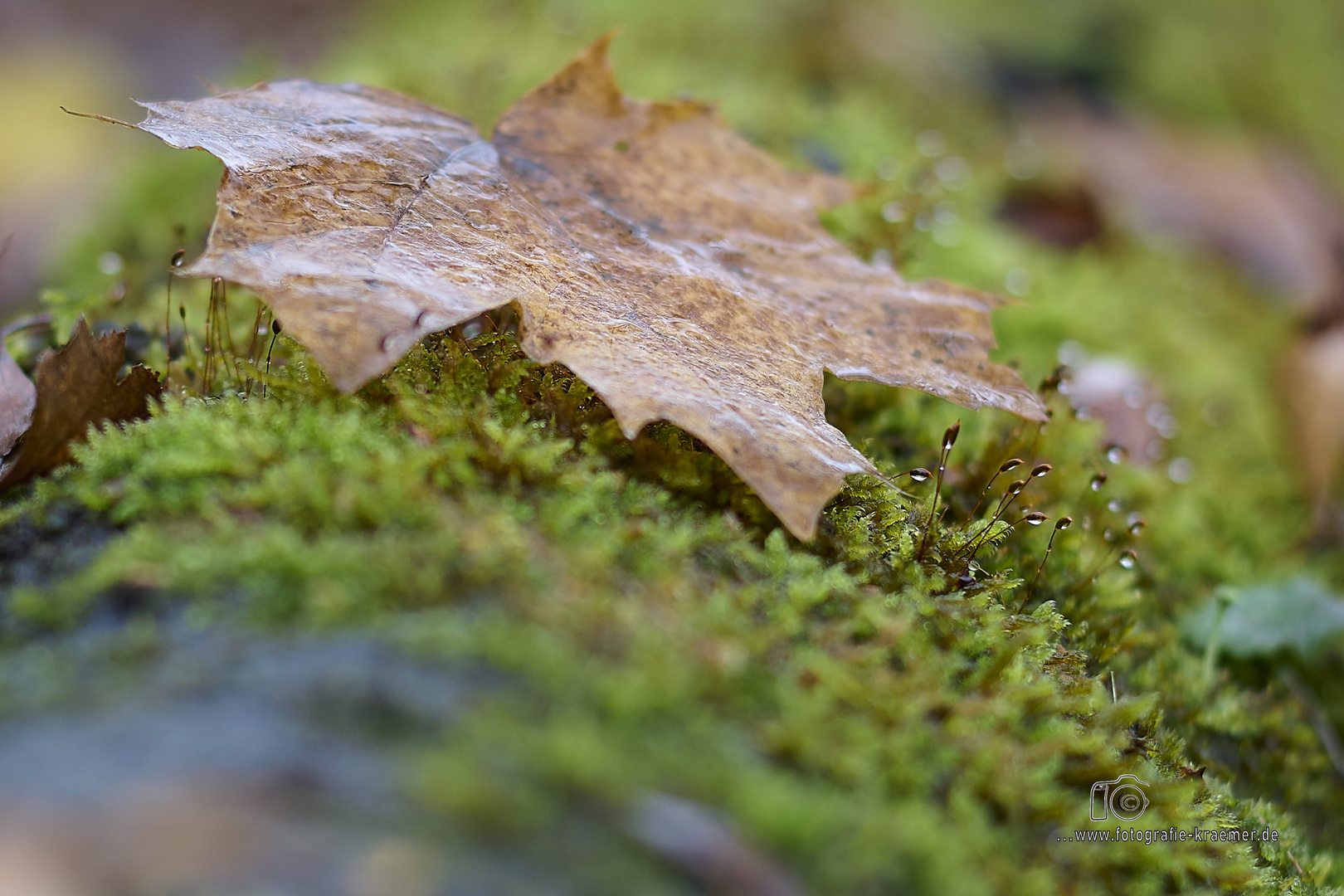 Herbst Detail - C1-NZ7_0107