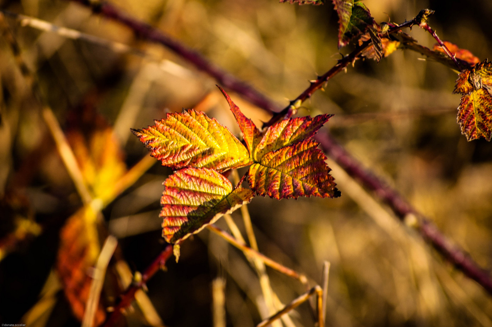 Herbst