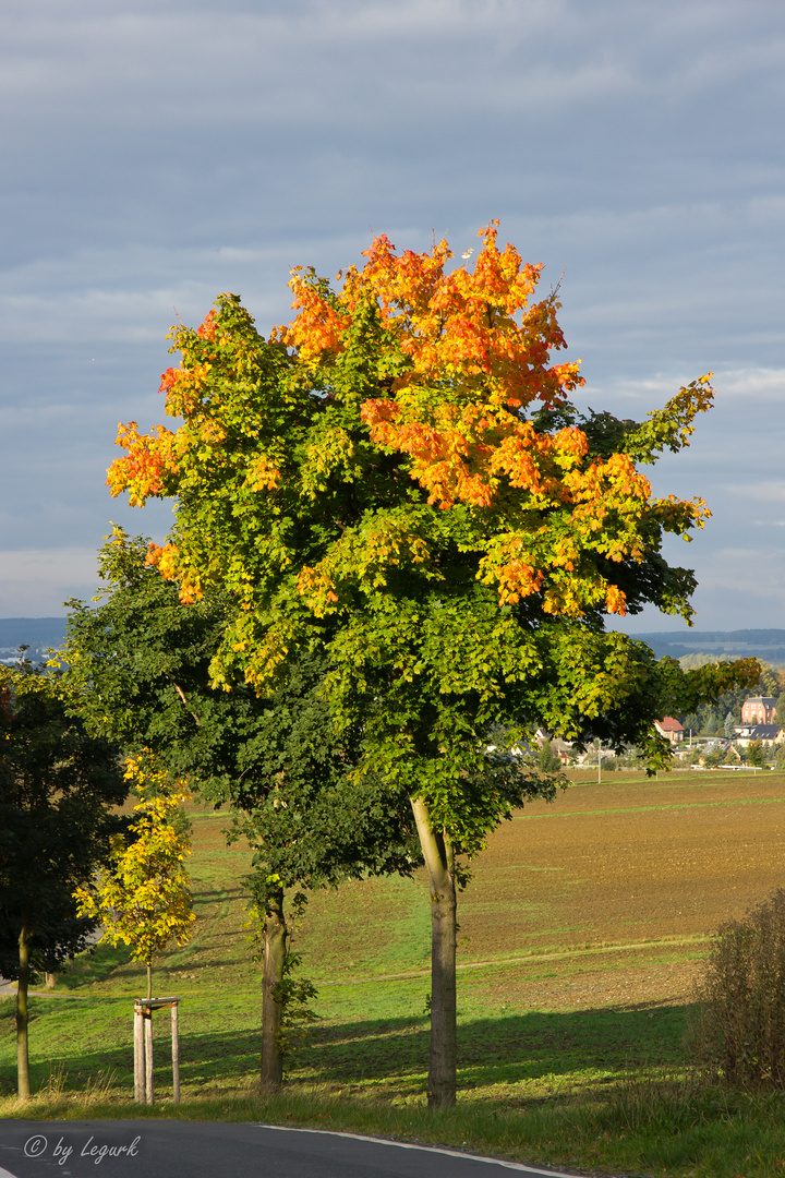 Herbst