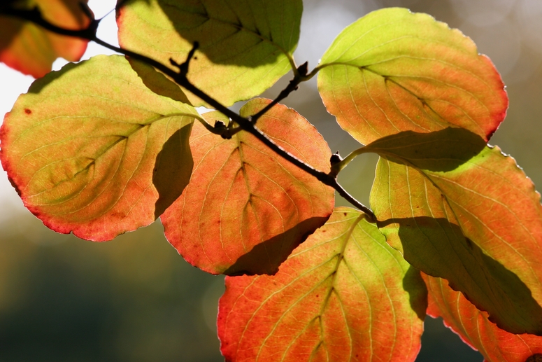 Herbst