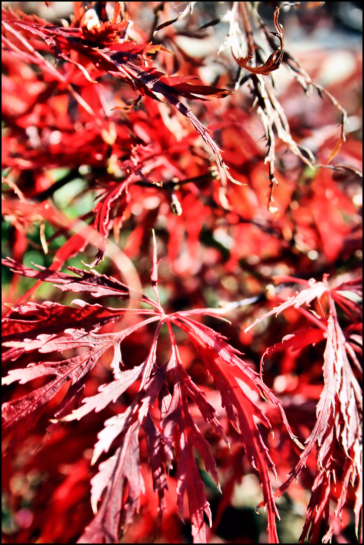 *Herbst*