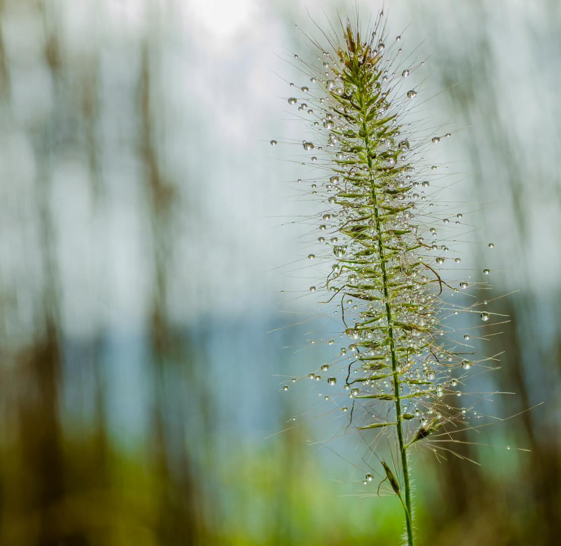 Herbst-Diamanten