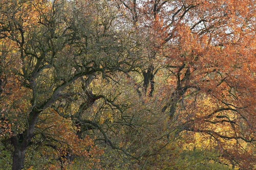 Herbst: Die Bäume werden bunt und bunter 01