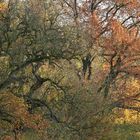 Herbst: Die Bäume werden bunt und bunter 01