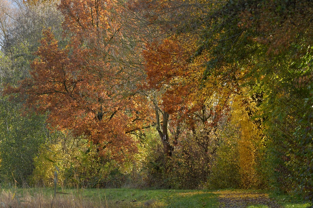 Herbst: Die Bäume werden bunt und bunter 02