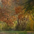 Herbst: Die Bäume werden bunt und bunter 02