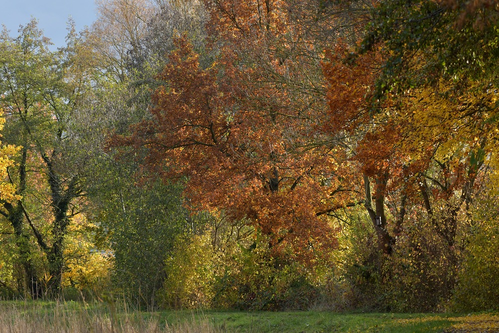 Herbst: Die Bäume werden bunt und bunter 03