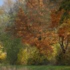 Herbst: Die Bäume werden bunt und bunter 03