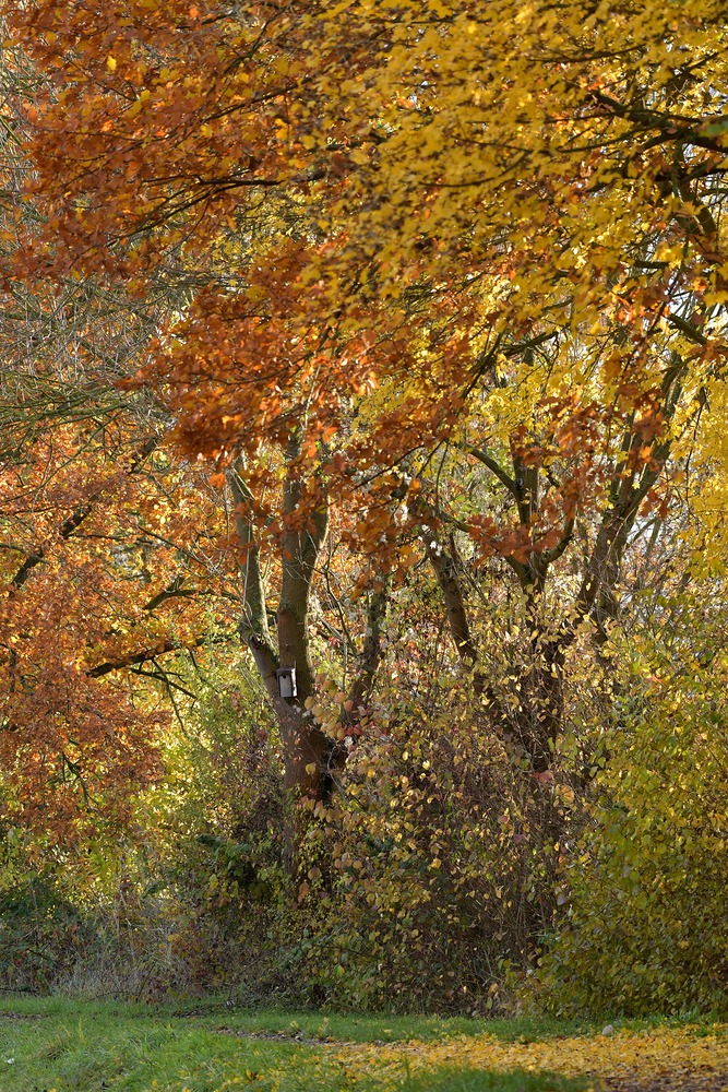 Herbst: Die Bäume werden bunt und bunter 04