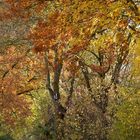 Herbst: Die Bäume werden bunt und bunter 04