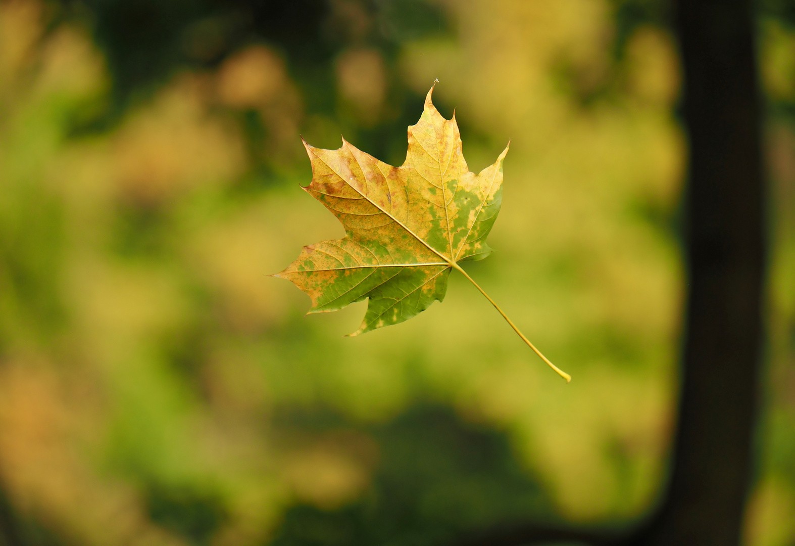 Herbst - die Blätter fallen...