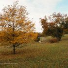 Herbst - die Blätter fallen