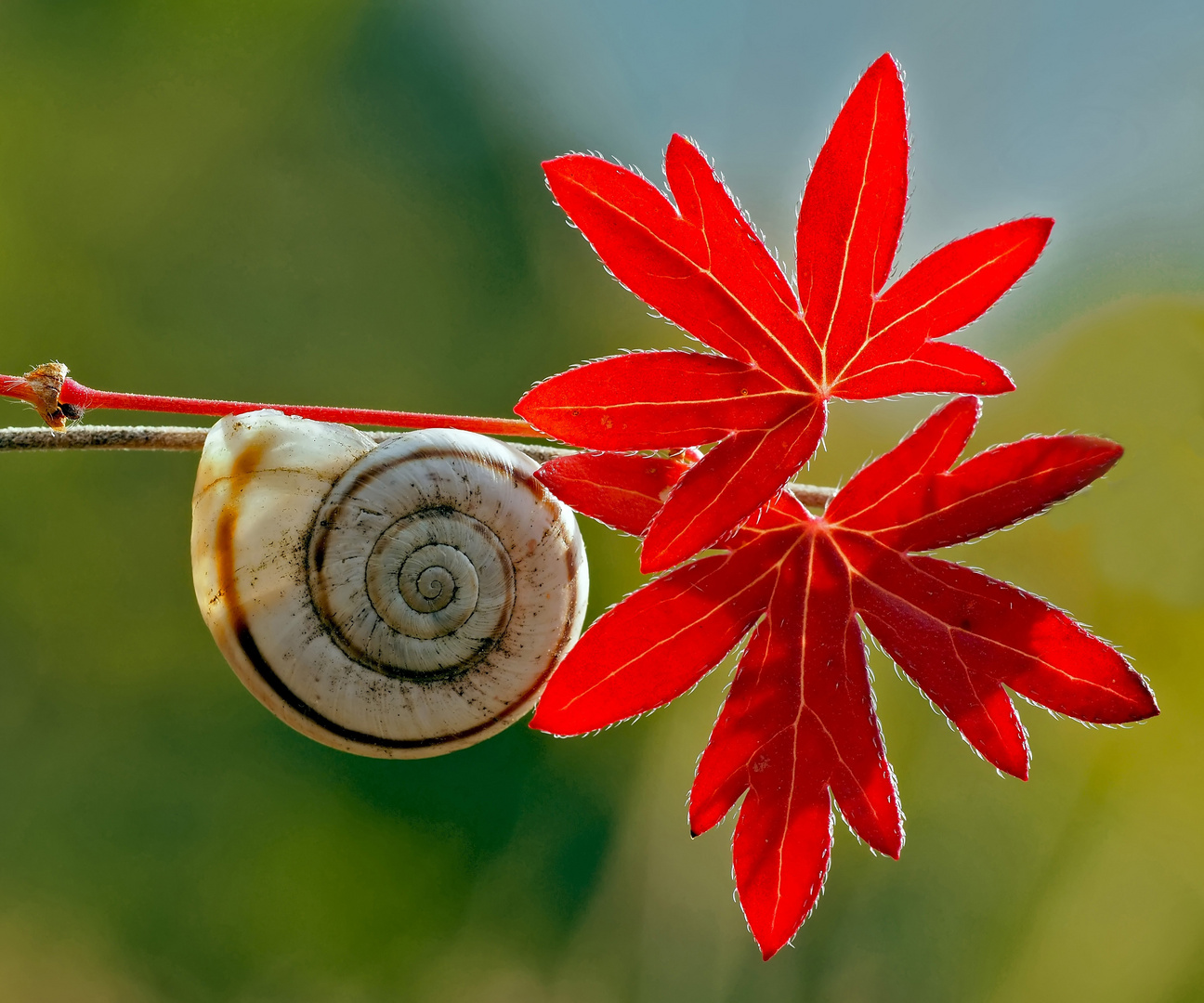 Herbst: die Blätter verfärben sich, die Schnecke zieht sich in ihr Häuschen zurück! 