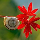 Herbst: die Blätter verfärben sich, die Schnecke zieht sich in ihr Häuschen zurück! 