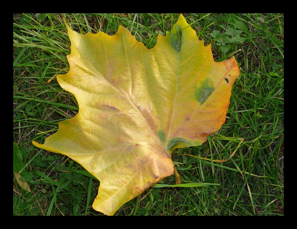 Herbst - Die farbenreiche Jahreszeit