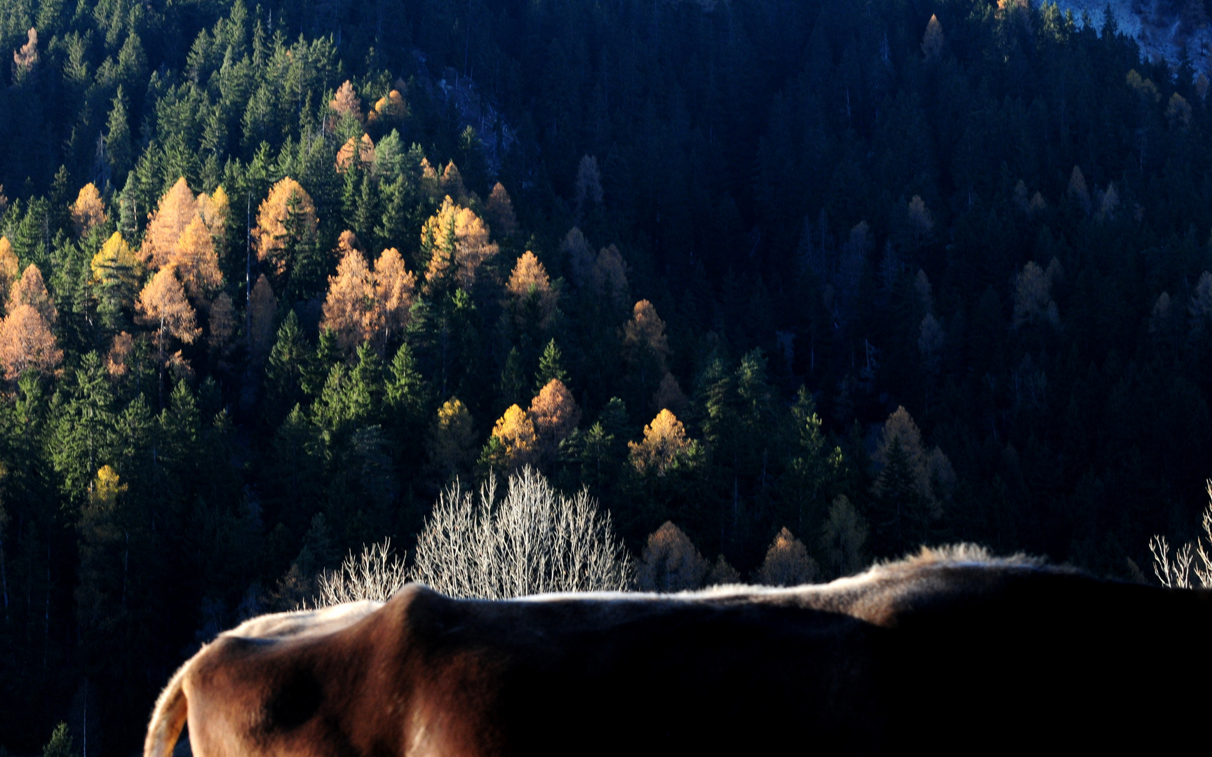 Herbst, die Kühe sind wieder im Tal