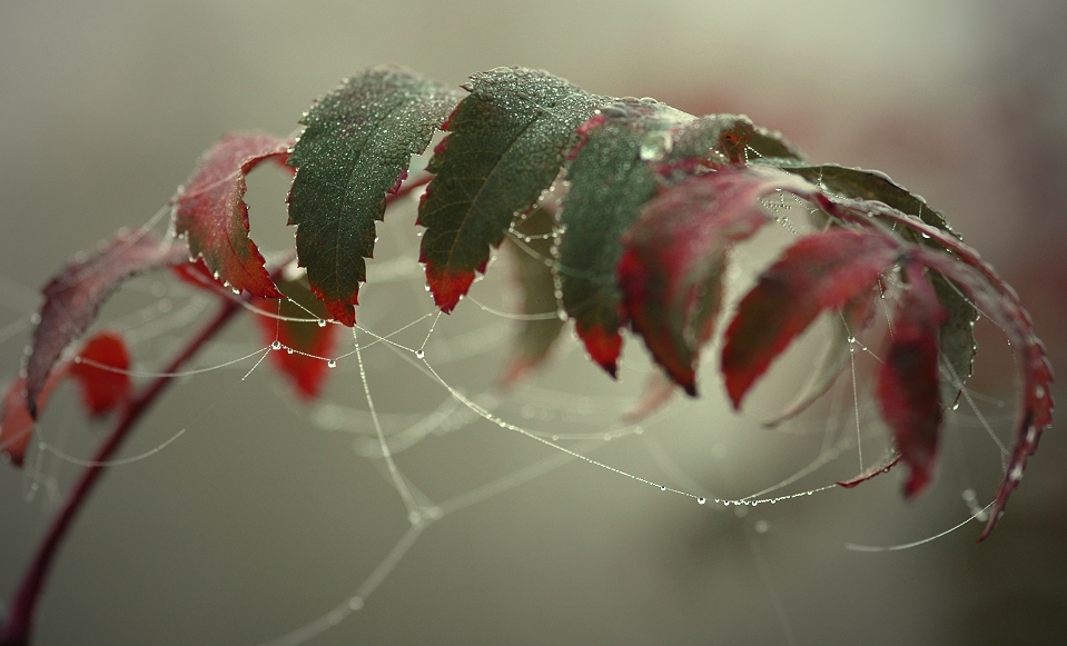 Herbst, die nachdenkliche Variante