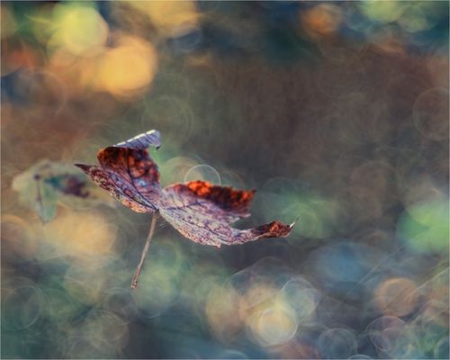Herbst ... die schönste Jahreszeit