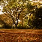 Herbst- Die schönste Jahreszeit