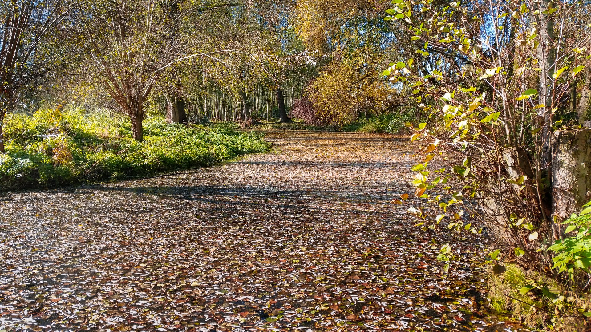 Herbst ! Die Sprotte mit Laubdecke !