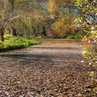 Herbst ! Die Sprotte mit Laubdecke !