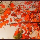Herbst, die Zeit der Farben