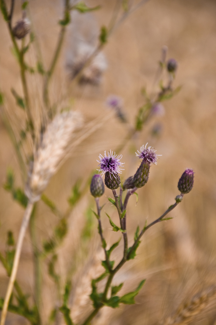 Herbst die Zweite