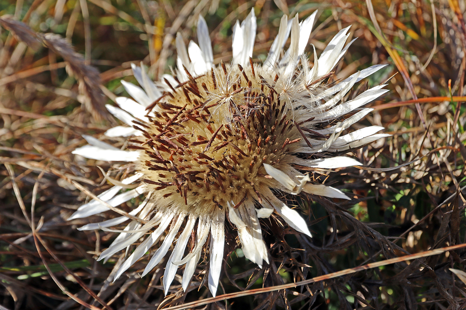 Herbst-Distel