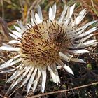 Herbst-Distel