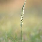 Herbst - Drehähre   (Spiranthes spiralis)