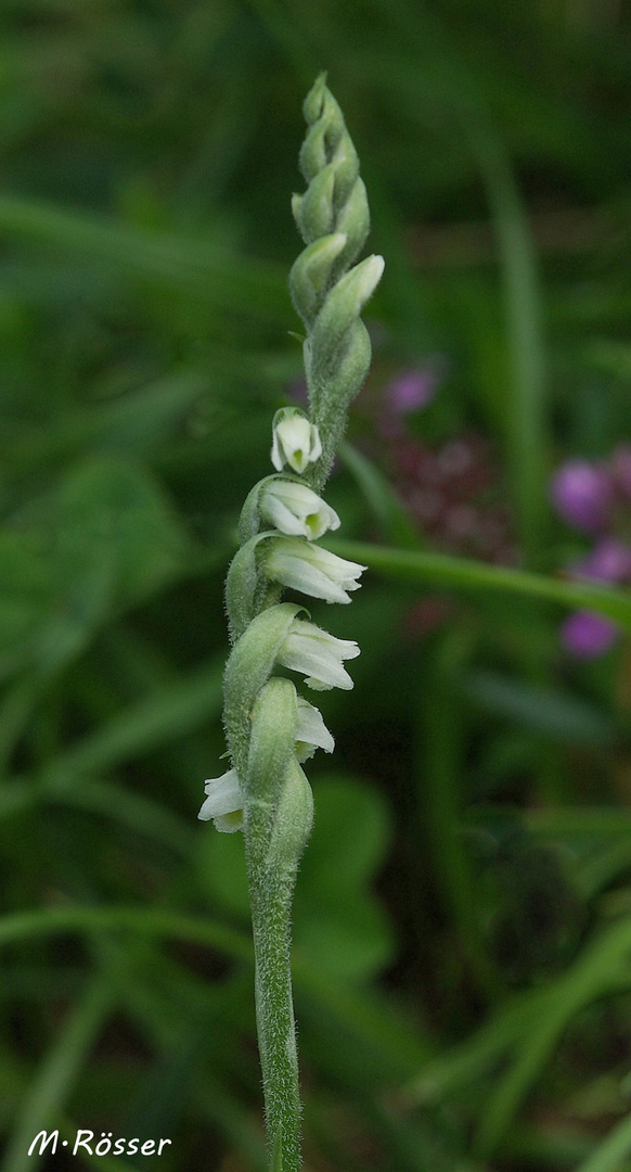 Herbst-Drehwurz (Spiranthes spiralis)