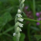 Herbst-Drehwurz (Spiranthes spiralis)